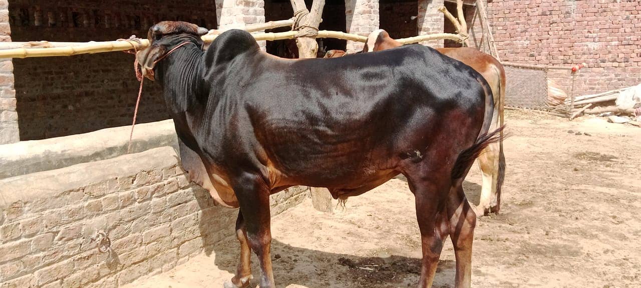 Sahiwal Cow | Jersey | Friesian | Qurbani Bull | cow for sale 2