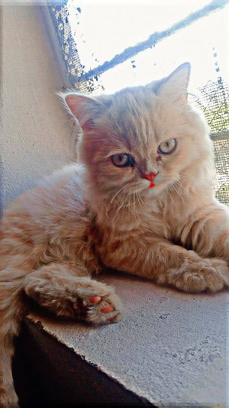 kitten panch face 1