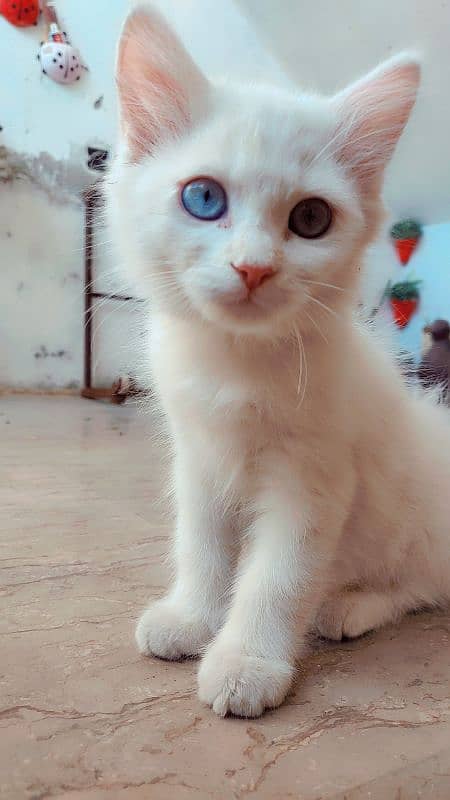 Persian kittens |  double coated kittens | double eye's | doll face 0