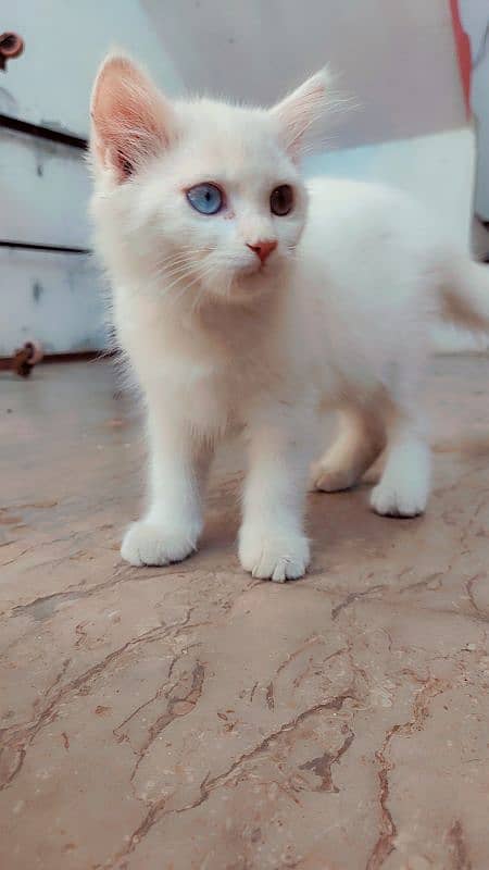 Persian kittens |  double coated kittens | double eye's | doll face 1