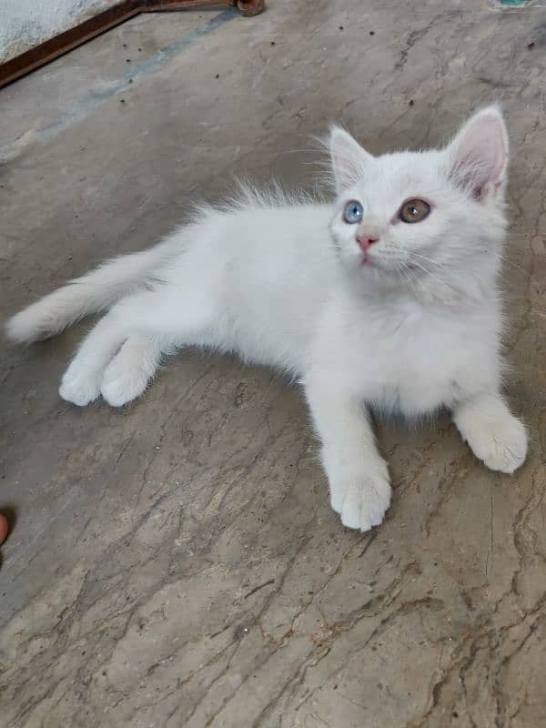 Persian kittens |  double coated kittens | double eye's | doll face 2