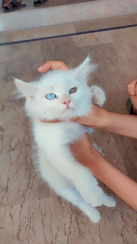 Persian kittens |  double coated kittens | double eye's | doll face 4