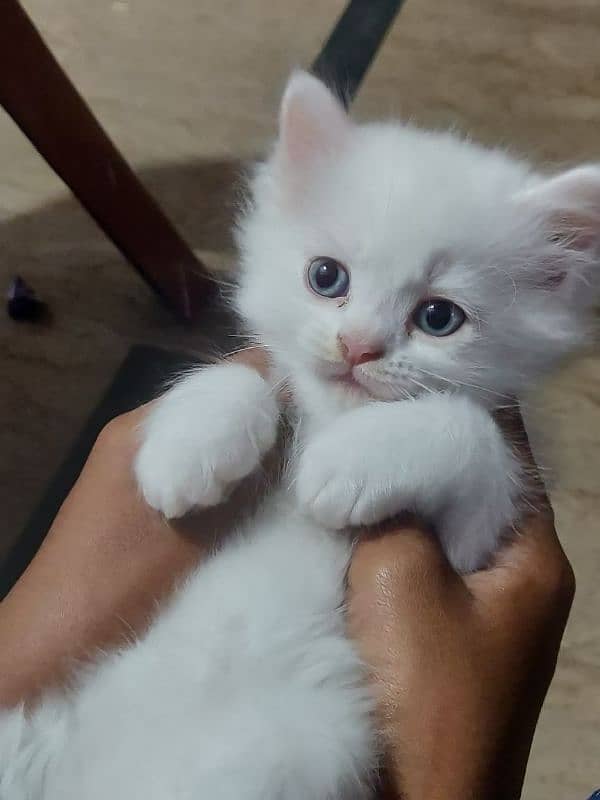 Persian kittens |  double coated kittens | double eye's | doll face 5