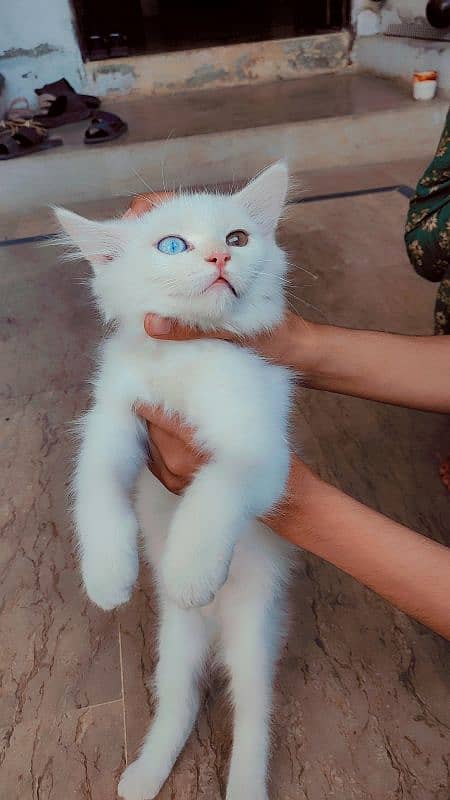 Persian kittens |  double coated kittens | double eye's | doll face 7
