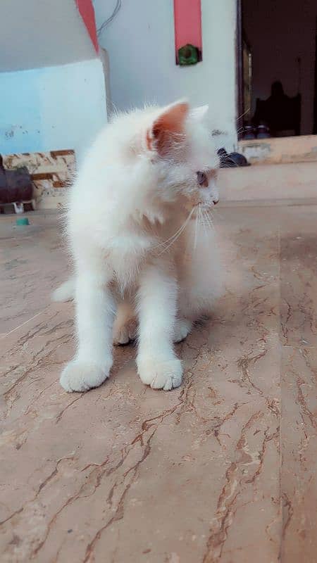 Persian kittens |  double coated kittens | double eye's | doll face 9