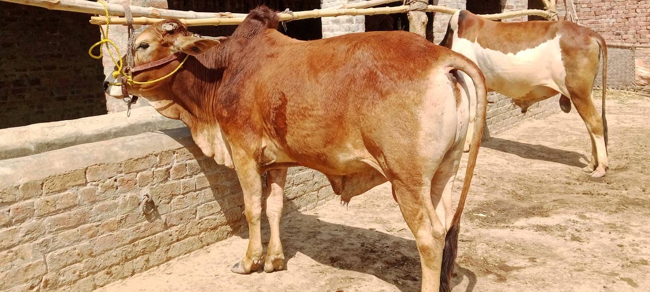 Sahiwal Cow | Jersey | Friesian | Qurbani Bull | cow for sale 3