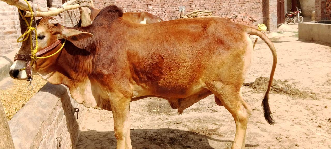 Sahiwal Cow | Jersey | Friesian | Qurbani Bull | cow for sale 4