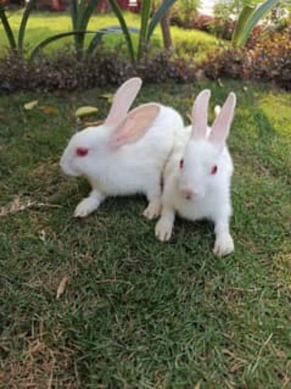 Rebit pair 1