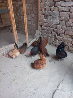 گولڈن