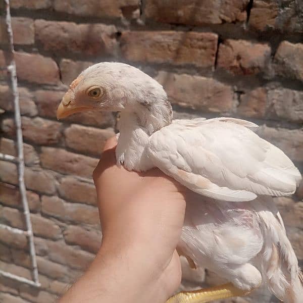 Aseel chicks for sale 0