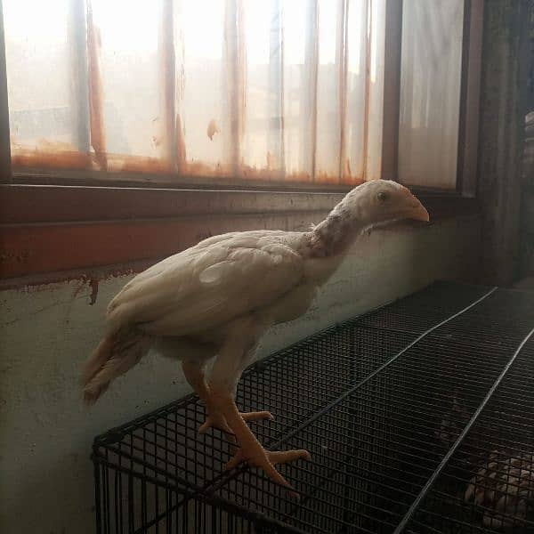 Aseel chicks for sale 1