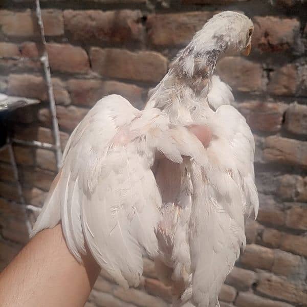 Aseel chicks for sale 2