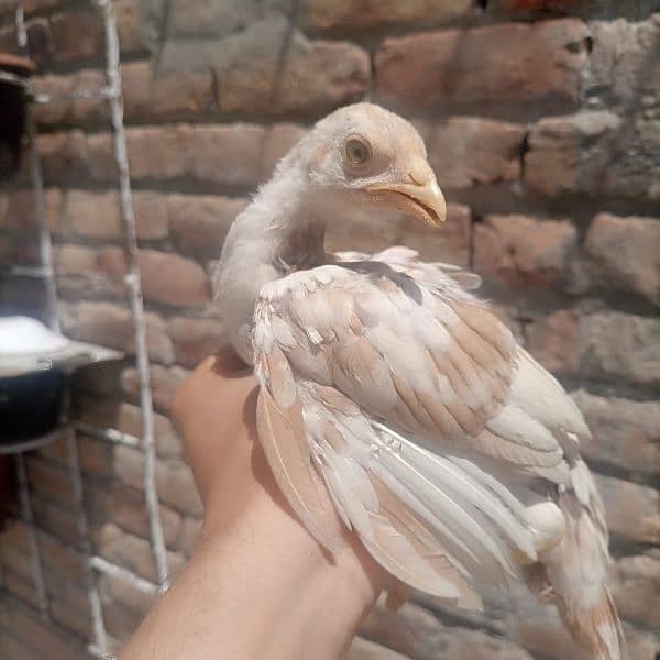 Aseel chicks for sale 3