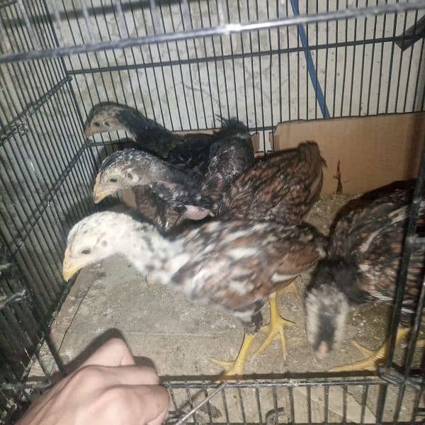 Aseel chicks for sale 4