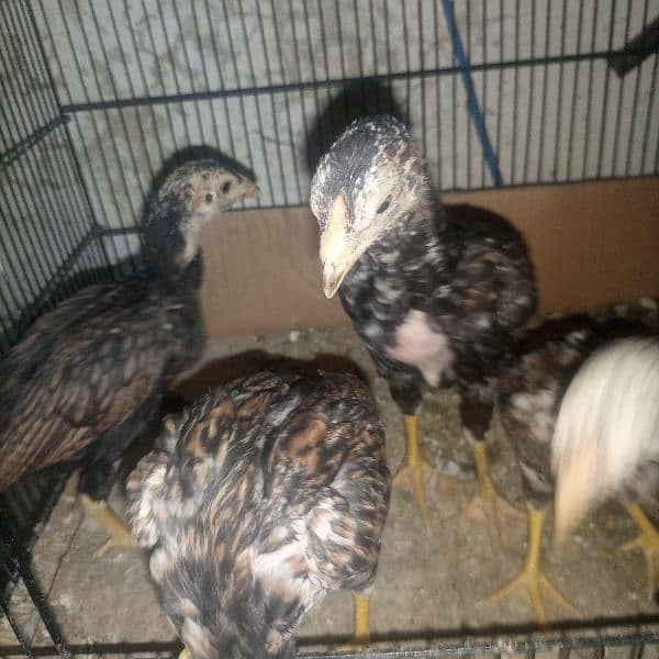 Aseel chicks for sale 5