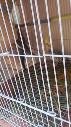 cocotail