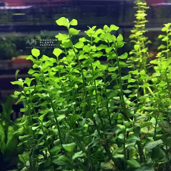 lysimachia nummularia aquatic plant low tech 0