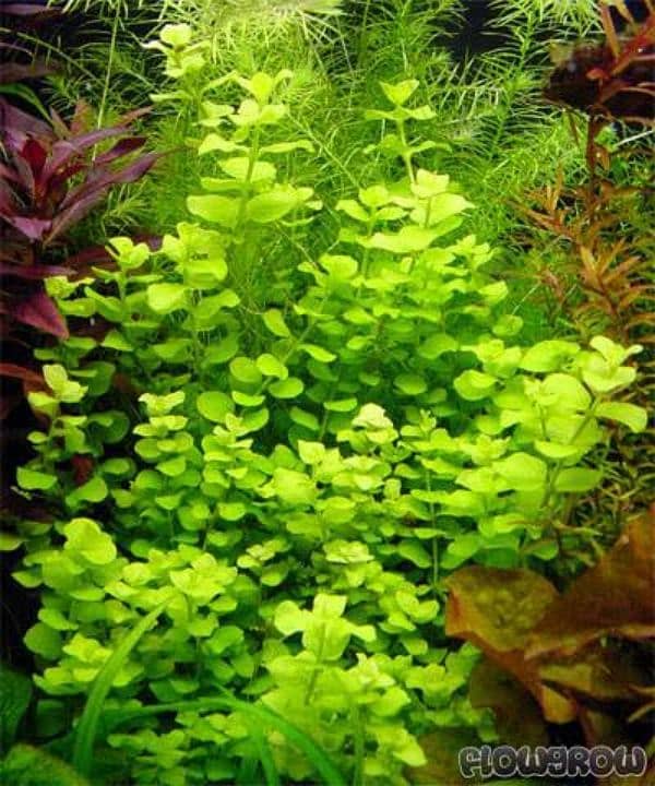 lysimachia nummularia aquatic plant low tech 2