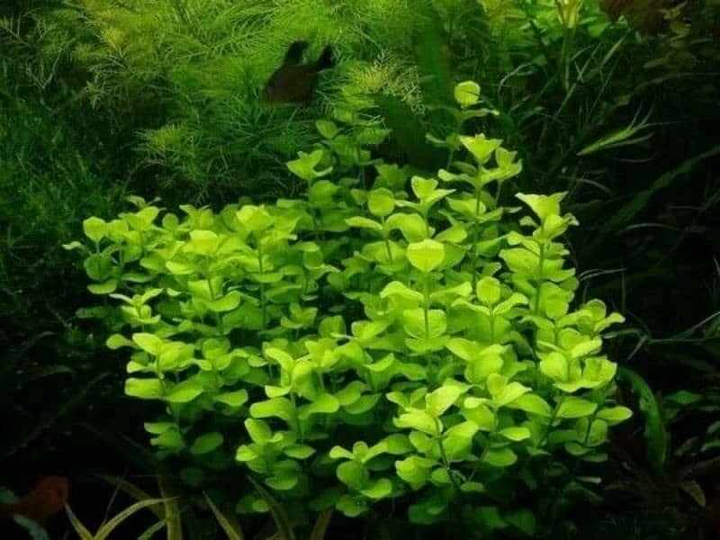 lysimachia nummularia aquatic plant low tech 3