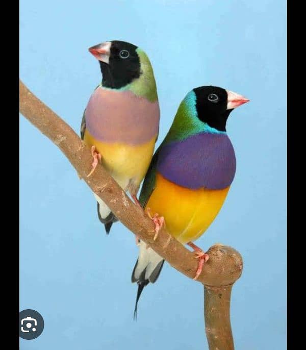 Gouldian finches pairs & pathy chicks 1