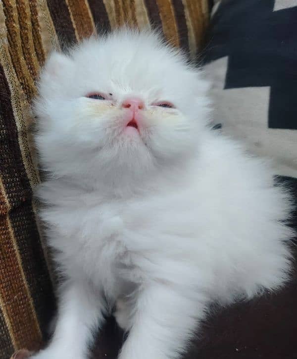 pure white punch face,peki kitten 0