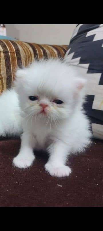 pure white punch face,peki kitten 3