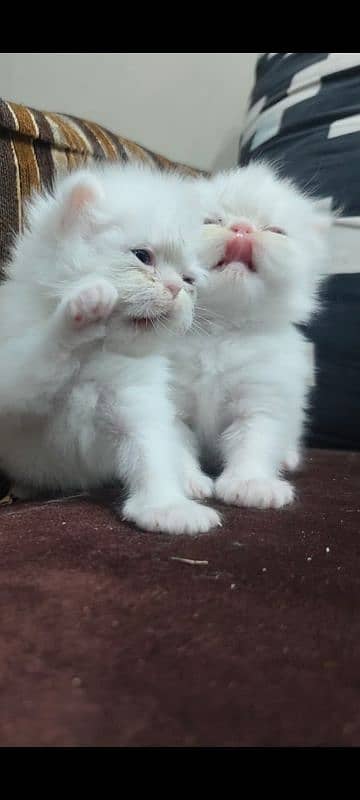 pure white punch face,peki kitten 4