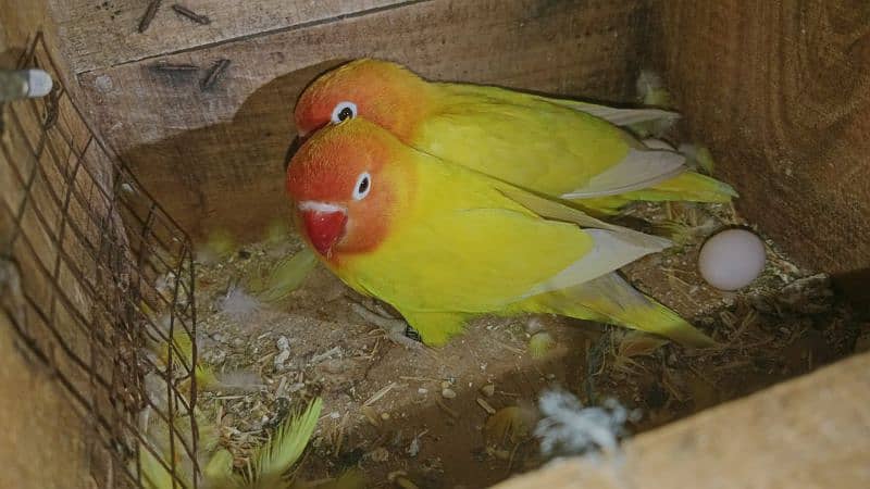 very beautiful lovebirds 2
