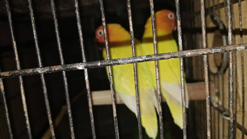 very beautiful lovebirds 3