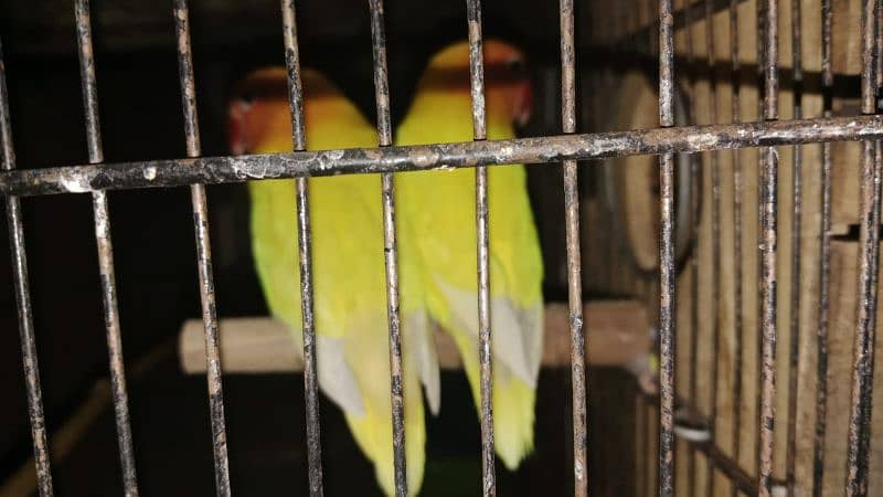 very beautiful lovebirds 4