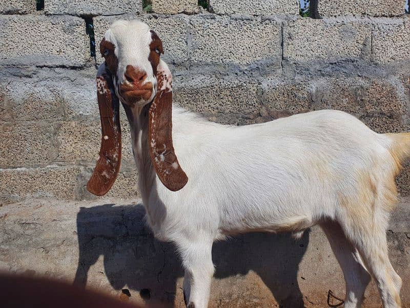 makhi china donga bakra 0