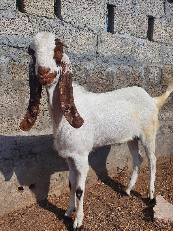 makhi china donga bakra 1