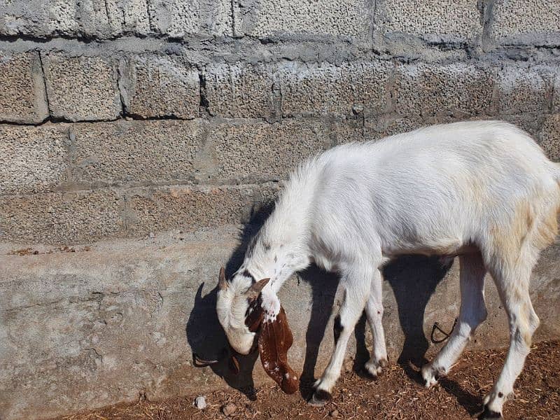 makhi china donga bakra 3