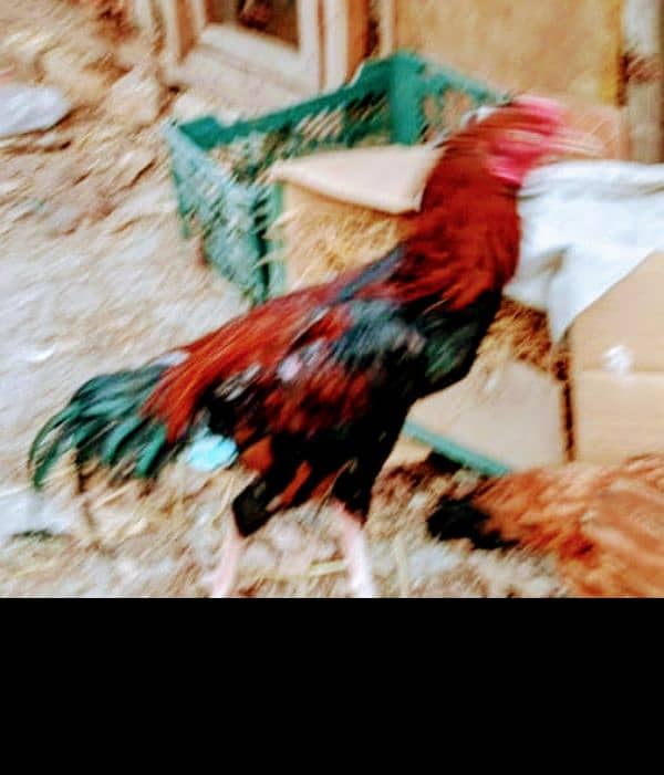 Aseele murghay Murghian out class Aseele chicks 1