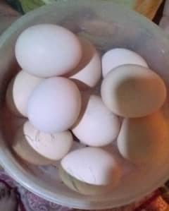 Aseel and Desi eggs