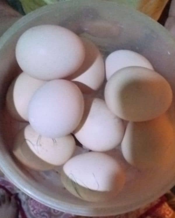 Aseel and Desi eggs 0