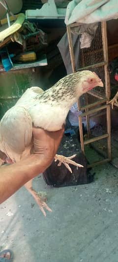 heara