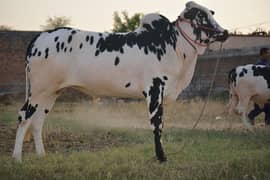 bulls