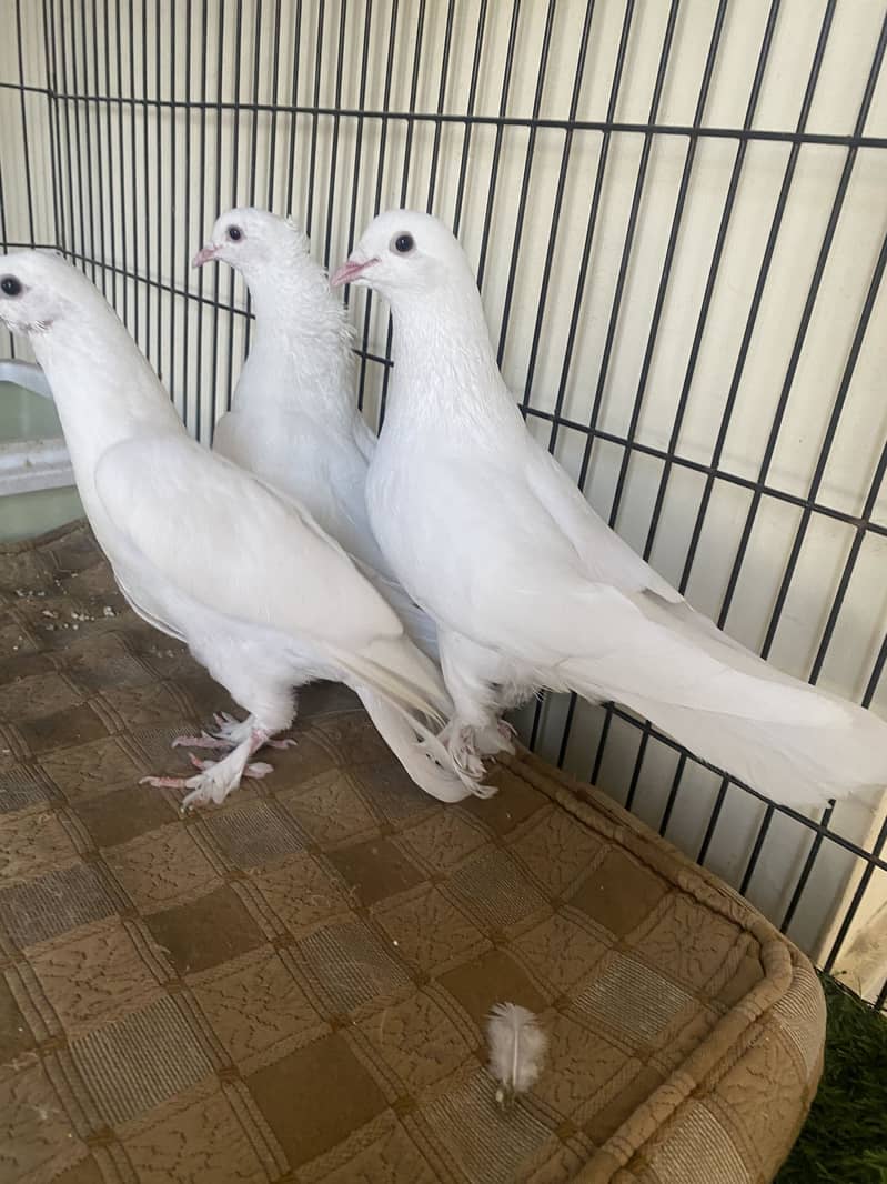 Beautiful white fancy pigeons 0