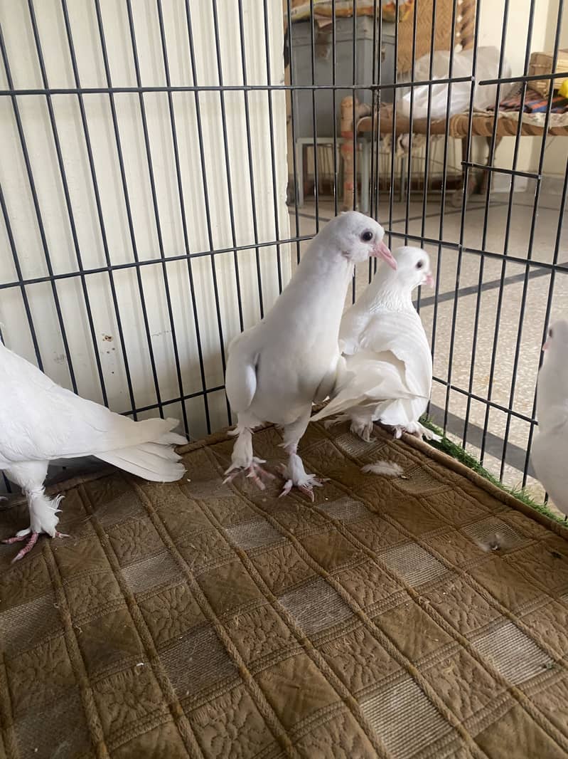 Beautiful white fancy pigeons 2