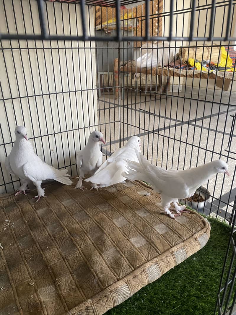 Beautiful white fancy pigeons 3
