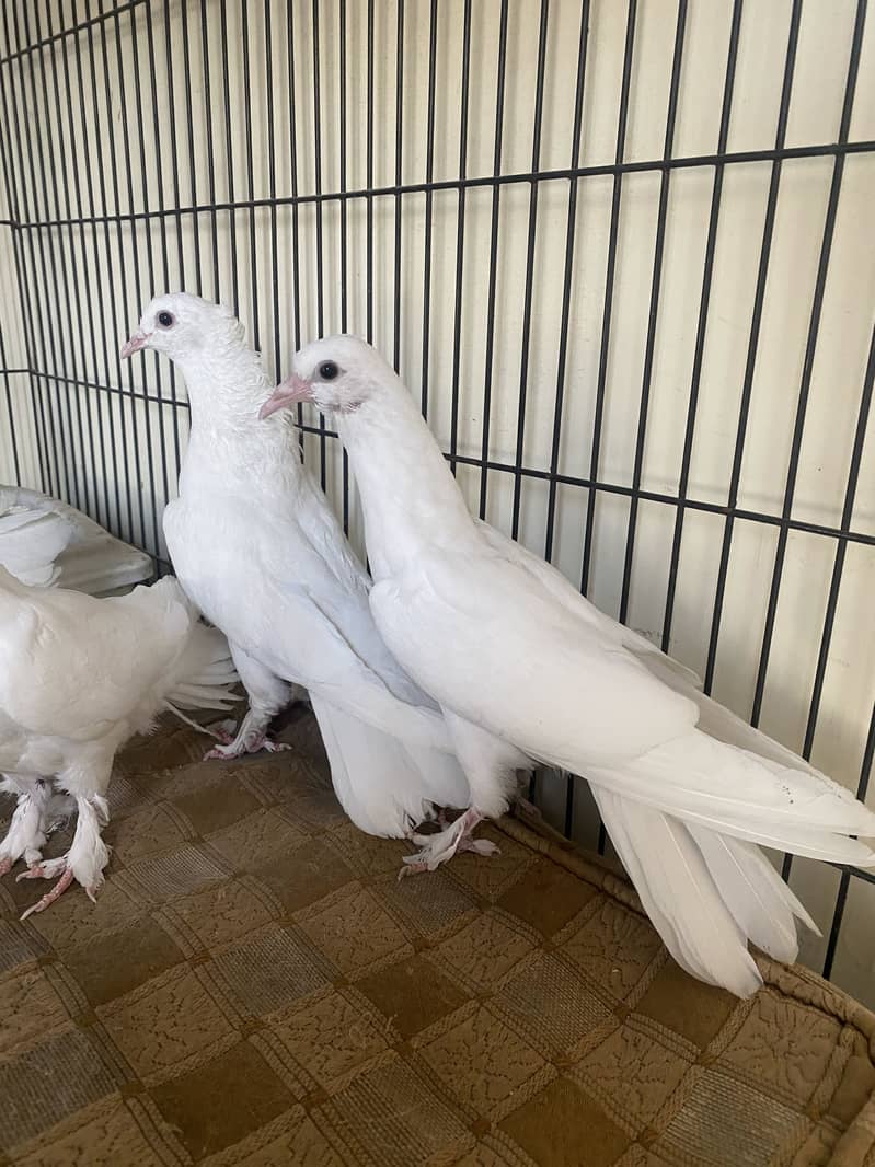 Beautiful white fancy pigeons 4