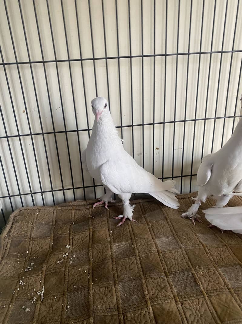 Beautiful white fancy pigeons 5