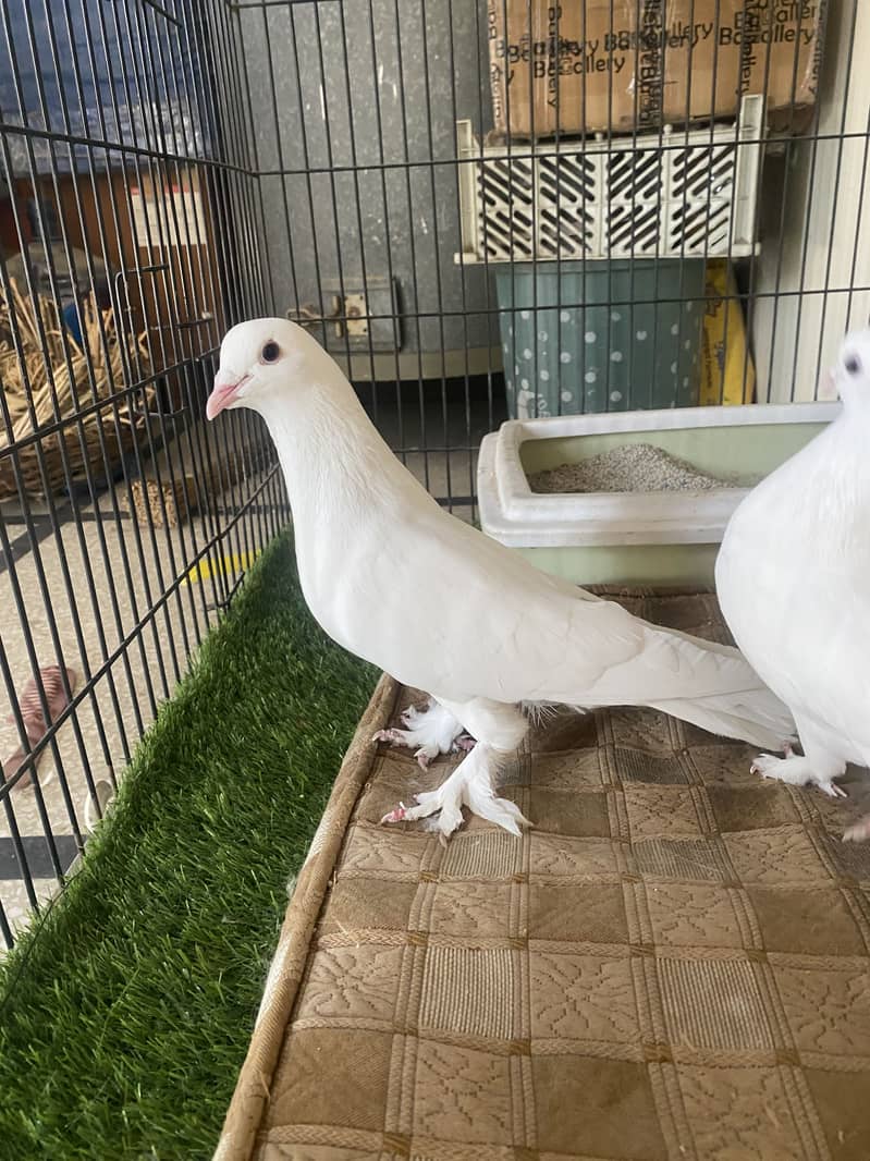 Beautiful white fancy pigeons 6