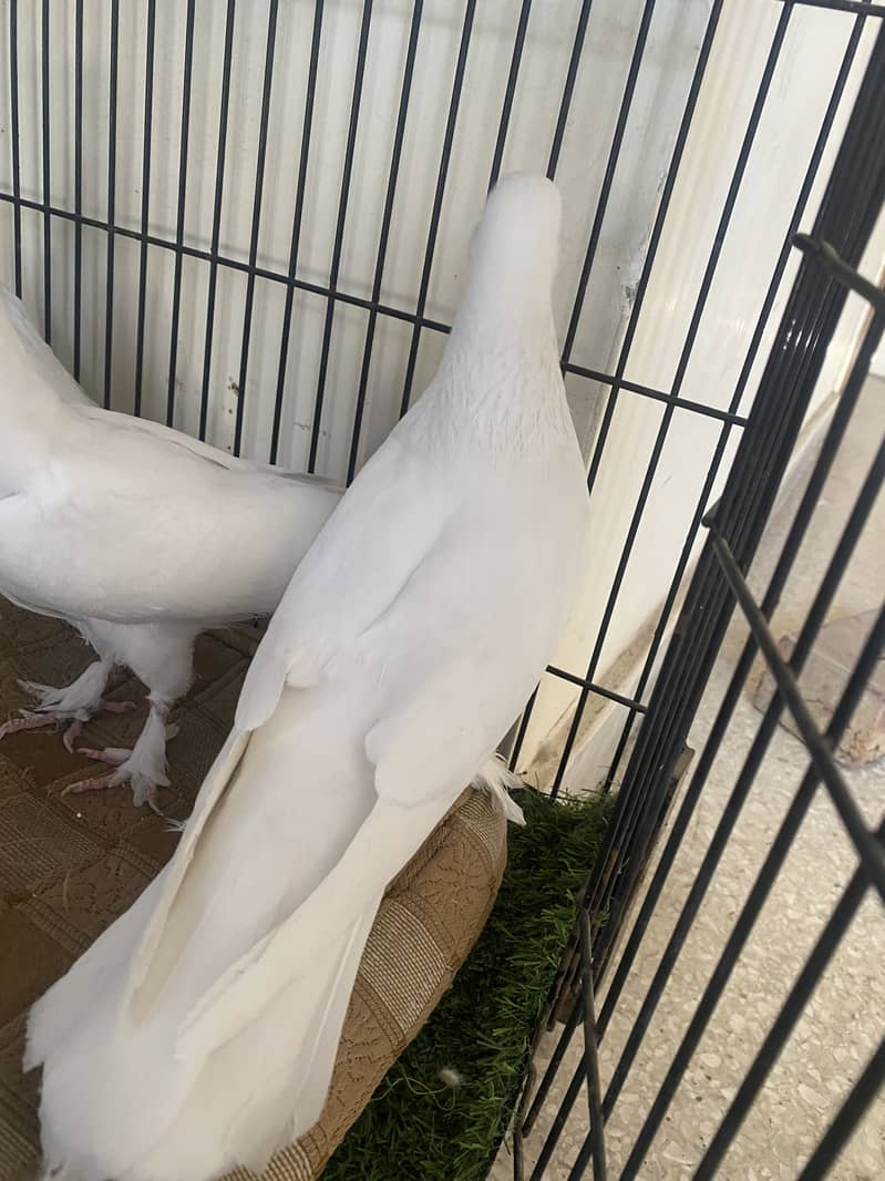 Beautiful white fancy pigeons 7