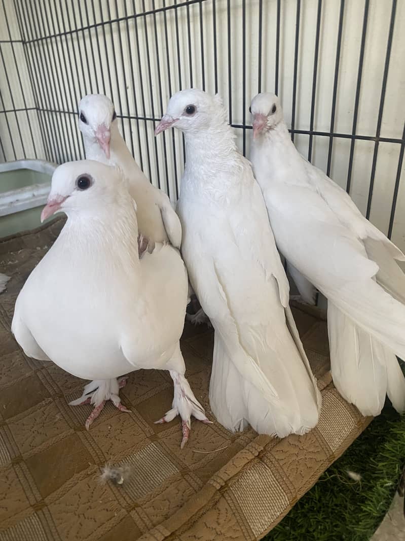 Beautiful white fancy pigeons 8