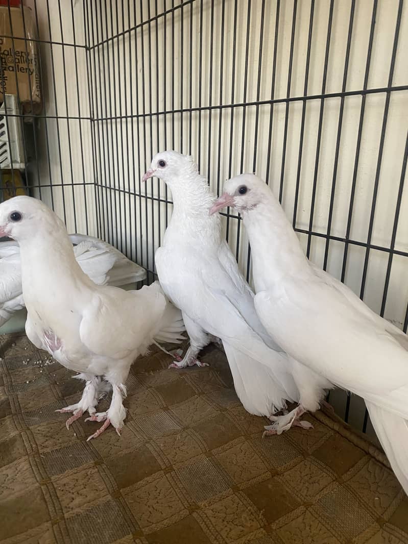 Beautiful white fancy pigeons 9