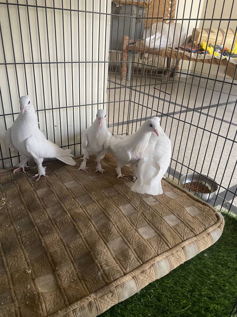Beautiful white fancy pigeons 11