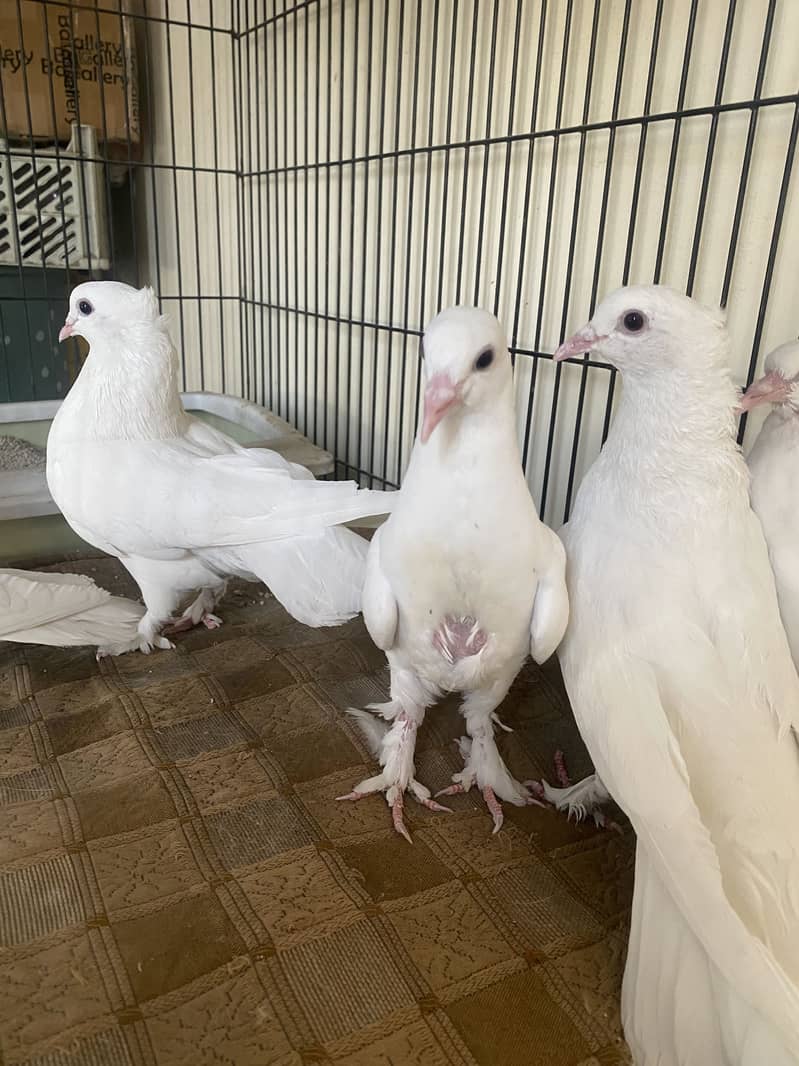 Beautiful white fancy pigeons 12