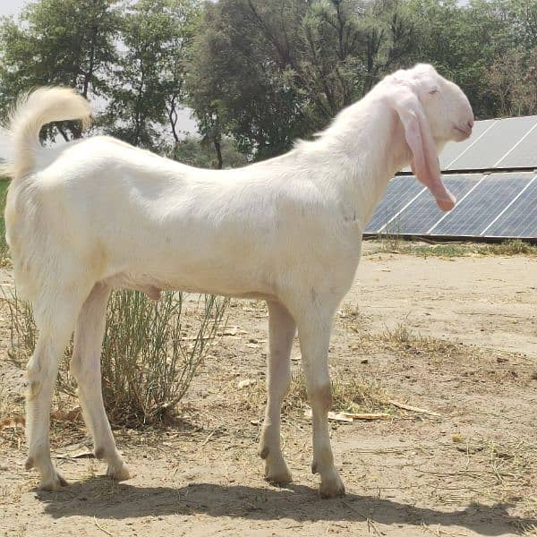 Pure white Rajanpuri Bakra 0